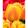 Tulipan DARWIN HYBRID Beauty of Apeldoorn 100 stk. str. 12/+