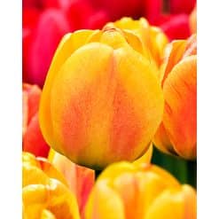Tulipan DARWIN HYBRID Beauty of Apeldoorn 100 stk. str. 12/+