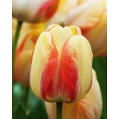 Tulipan DARWIN HYBRID Beauty of Spring 100 stk. str. 11/12