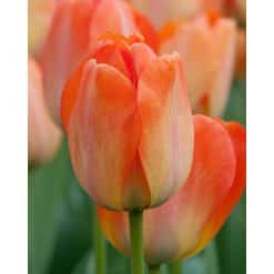 Tulipan DARWIN HYBRID Daydream 100 stk. str. 12/+
