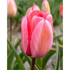 Tulipan DARWIN HYBRID - IMPRESSIONS Design Impression NEW 100 stk. str. 11/12