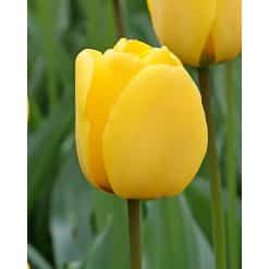 Tulipan DARWIN HYBRID Golden Oxford 100 stk. str. 12/+