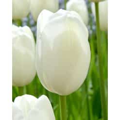 Tulipan DARWIN HYBRID Hakuun 100 stk. str. 11/12