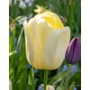 Tulipan DARWIN HYBRID Ivory Floradale NEW 100 stk. str. 12/+ 2 <h2 data-start="108" data-end="175">Tulipan DARWIN HYBRID <em data-start="133" data-end="151">Light and Dreamy</em> – 100 stk. str. 11/12</h2> <p data-start="177" data-end="699">Darwin-hybrid tulipanen <em data-start="201" data-end="209">Tulipa</em> ‘Light and Dreamy’ er en elegant og raffineret sort, der skiller sig ud med sine unikke farvetoner. Den blomstrer i april–maj med store, skålformede blomster i sart lavendel-rosa til lys violet, ofte med et svagt blåligt skær og mørkere stilke, der fremhæver blomsternes sarte nuancer. Med en højde på ca. 50–60 cm står <em data-start="530" data-end="548">Light and Dreamy</em> rank og yndefuld i bedene og fungerer også fremragende som snitblomst i buketter, hvor dens unikke farvespil giver et romantisk og drømmende udtryk.</p> Tulipan DARWIN HYBRID Ivory Floradale NEW 100 stk. str. 12/+