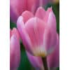 Tulipan DARWIN HYBRID Light and Dreamy 100 stk. str. 11/12