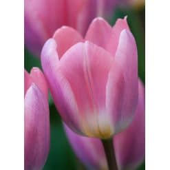 Tulipan DARWIN HYBRID Light and Dreamy 100 stk. str. 11/12