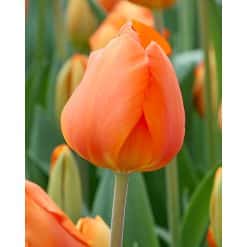 Tulipan DARWIN HYBRID Lighting Sun 100 stk. str. 11/12