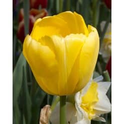 Tulipan DARWIN HYBRID Novi Sun Str. 12/+ – 100 stk.