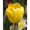 Tulipan DARWIN HYBRID Novi Sun Str. 11/12 – 100 stk.