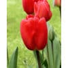 Tulipan DARWIN HYBRID Oxford Str. 12/+ – 100 stk.