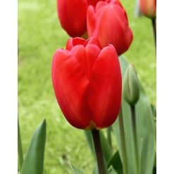 Tulipan DARWIN HYBRID Oxford Str. 12/+ – 100 stk.