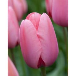 Tulipan DARWIN HYBRID - IMPRESSIONS Pink Impression 100 stk. str. 11/12