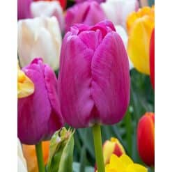 Tulipan DARWIN HYBRID Purple Pride Str. 12/+ – 100 stk.