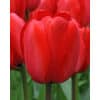 Tulipan DARWIN HYBRID - IMPRESSIONS Red Impression 100 stk. str. 11/12