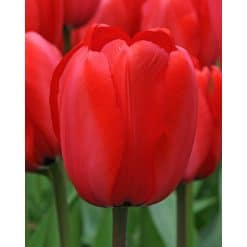 Tulipan DARWIN HYBRID - IMPRESSIONS Red Impression 100 stk. str. 11/12