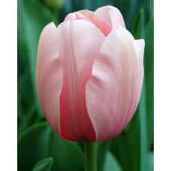 Tulipan DARWIN HYBRID - IMPRESSIONS Salmon Impression 100 stk. str. 11/12