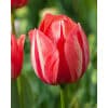 Tulipan DARWIN HYBRID Spryng Break Str. 12/+ – 100 stk.