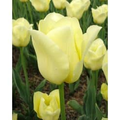 Tulipan DARWIN HYBRID World Friendship størrelse 11/12 100 stk.