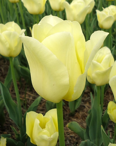 Tulipan DARWIN HYBRID World Friendship størrelse 11/12 100 stk.