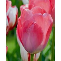 Tulipan DARWIN HYBRID Van Eijk Str. 11/12 – 100 stk.
