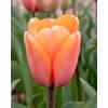 Tulipan DARWIN HYBRID - IMPRESSIONS Apricot Impression NEW 100 stk. str. 12/+