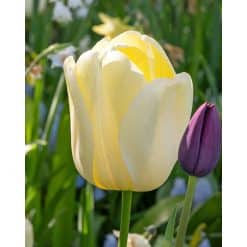 Tulipan DARWIN HYBRID Ivory Floradale NEW 100 stk. str. 11/12