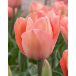 Tulipan DARWIN HYBRID Salmon van Eijk NEW Str. 11/12 – 100 stk.