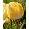Tulipan 'Prince varieties' Dobbelt sent Akebono NEW 100 stk. str. 11/12 1 <h3 data-start="123" data-end="177">Tulipan 'Prince varieties' Dobbelt tidligt Double Early Mix 100 stk. str. 12/+</h3> <h2 data-start="123" data-end="177">Tulipan <em data-start="134" data-end="154">‘Double Early Mix’</em> – 100 stk. str. 12/+</h2> <p data-start="179" data-end="600">Tulipan <em data-start="187" data-end="207">‘Double Early Mix’</em> er en farverig blanding af dobbelt tidlige tulipaner fra den eksklusive Prince-serie. Blandingen rummer et bredt spektrum af farver – fra ren hvid og blød rosa til varm gul, intens rød og dramatisk pink – alle med de karakteristiske, fyldige pæonlignende blomster, som gør dobbelt tidlige tulipaner så populære. Denne blanding giver et levende, harmonisk og luksuriøst præg til forårshaven.</p> Tulipan 'Prince varieties' Dobbelt sent Akebono NEW 100 stk. str. 11/12