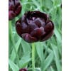 Tulipan 'Prince varieties' Dobbelt sent Black Hero 100 stk. str. 12/+