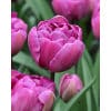 Tulipan 'Prince varieties' Dobbelt sent Blue Diamond 100 stk. str. 12/+