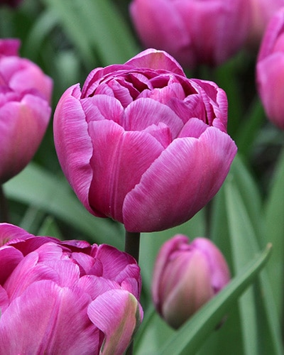 Tulipan 'Prince varieties' Dobbelt sent Blue Diamond 100 stk. str. 12/+