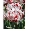 Tulipan 'Prince varieties' Dobbelt sent Carnaval de Nice 100 stk. str. 11/12