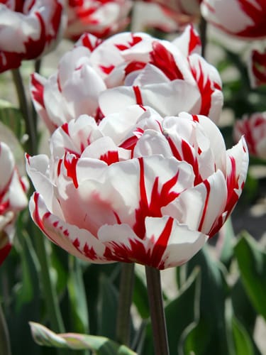 Tulipan 'Prince varieties' Dobbelt sent Carnaval de Nice 100 stk. str. 11/12
