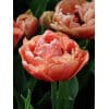 Tulipan 'Prince varieties' Dobbelt sent Copper Image 100 stk. str. 11/12
