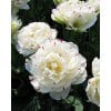 Tulipan 'Prince varieties' Dobbelt sent Danceline 100 stk. str. 11/12