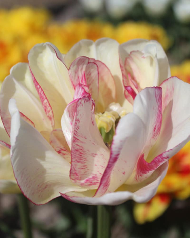 Tulipan 'Prince varieties' Dobbelt sent Double Shake NEW 100 stk. str. 11/12