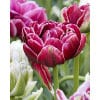 Tulipan 'Prince varieties' Dobbelt sent Dream Touch 100 stk. str. 11/12
