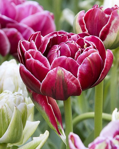 Tulipan 'Prince varieties' Dobbelt sent Dream Touch 100 stk. str. 11/12