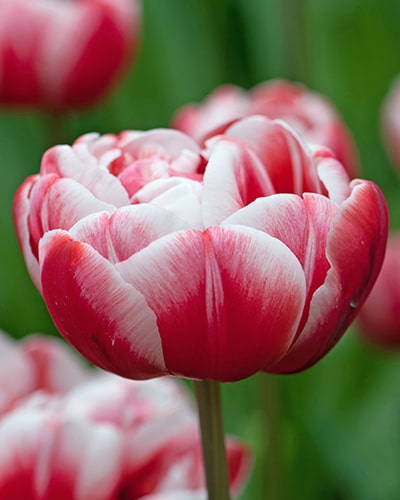 Tulipan 'Prince varieties' Dobbelt sent Drumline 100 stk. str. 11/12