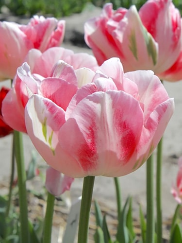 Tulipan 'Prince varieties' Dobbelt sent Finola 100 stk. str. 12/+