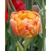 Tulipan 'Prince varieties' Dobbelt sent Gudoshnick Double 100 stk. str. 11/12