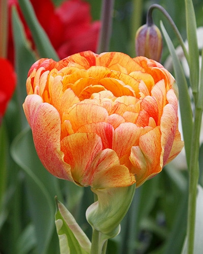 Tulipan 'Prince varieties' Dobbelt sent Gudoshnick Double 100 stk. str. 11/12