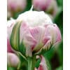 Tulipan 'Prince varieties' Dobbelt sent Ice Cream 100 stk. str. 11/12 1 <h3 data-start="122" data-end="178">Tulipan 'Prince varieties' Dobbelt sent Gudoshnick Double 100 stk. str. 11/12</h3> <h2 data-start="122" data-end="178">Tulipan <em data-start="133" data-end="154">‘Gudoshnick Double’</em> – 100 stk. str. 11/12</h2> <p data-start="180" data-end="598">Tulipan <em data-start="188" data-end="209">‘Gudoshnick Double’</em> er en spektakulær dobbelt sen sort fra Prince-serien, der imponerer med sine farvestrålende og fyldige blomster. Den blomstrer i maj med store, pæonlignende blomster i et levende farvespil af rød, orange, gul og rosa, ofte med flammende overgange mellem nuancerne. Hver blomst er unik i sit mønster og farvekombination, hvilket gør <em data-start="542" data-end="563">‘Gudoshnick Double’</em> til et festligt indslag i haven.</p> Tulipan 'Prince varieties' Dobbelt sent Ice Cream 100 stk. str. 11/12