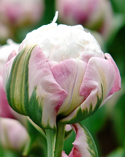 Tulipan 'Prince varieties' Dobbelt sent Ice Cream 100 stk. str. 11/12
