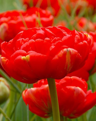 Tulipan 'Prince varieties' Dobbelt sent Miranda 100 stk. str. 11/12
