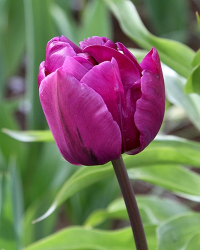 Tulipan 'Prince varieties' Dobbelt sent Negrita Double 100 stk. str. 11/12