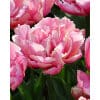 Tulipan 'Prince varieties' Dobbelt sent Pink Star 100 stk. str. 11/12
