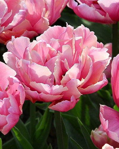 Tulipan 'Prince varieties' Dobbelt sent Pink Star 100 stk. str. 11/12