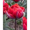 Tulipan 'Prince varieties' Dobbelt sent Red Princess 100 stk. str. 11/12