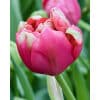 Tulipan 'Prince varieties' Dobbelt sent Renown Unique 100 stk. str. 12/+